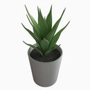 3 Pack of Artificial Succulent Potted Plants in White Plastic 6cm Pot Interior Decoration