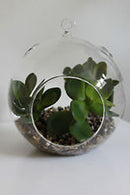 50 Lot of Hanging Clear Glass Ball Tealight Candle Holder  - 8cm Diameter / High - Wedding Globe Decoration Terrarium Succulent Plant Holder Decor