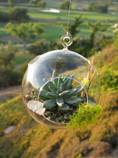 50 Lot of Hanging Clear Glass Ball Tealight Candle Holder  - 8cm Diameter / High - Wedding Globe Decoration Terrarium Succulent Plant Holder Decor
