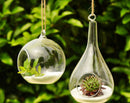 50 Lot of Hanging Clear Glass Ball Tealight Candle Holder  - 8cm Diameter / High - Wedding Globe Decoration Terrarium Succulent Plant Holder Decor