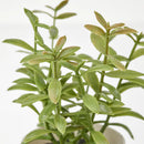 3 Pack of Artificial Herb Potted Plants in White Plastic 5cm Pot Interior Decoration