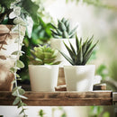 3 Pack of Artificial Succulent Potted Plants in White Plastic 6cm Pot Interior Decoration