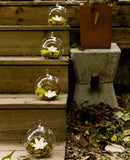 10 x Hanging Clear Glass Ball Tealight Candle Holder - 10cm Diameter / High - Wedding Globe Decor Terrarium Succulent Plant Holder Decor Craft Gift