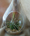 10 Pack of Hanging Clear Glass Tealight Candle Holder Tear Drop Pear Hour Glass Shape - 20cm High Terrarium Plant Mini Garden Holder Decor